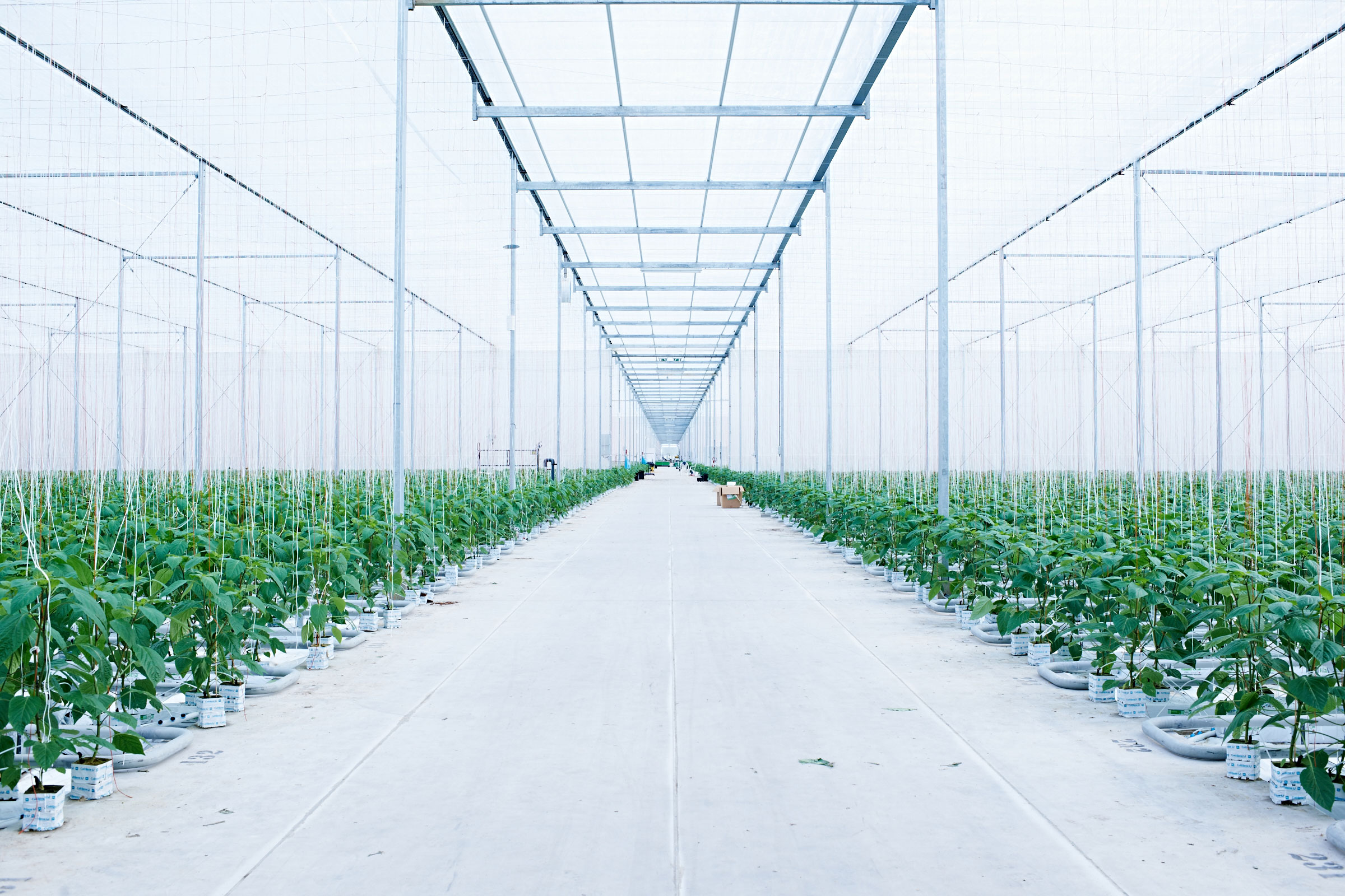 paprikafarmplantage01.jpg
