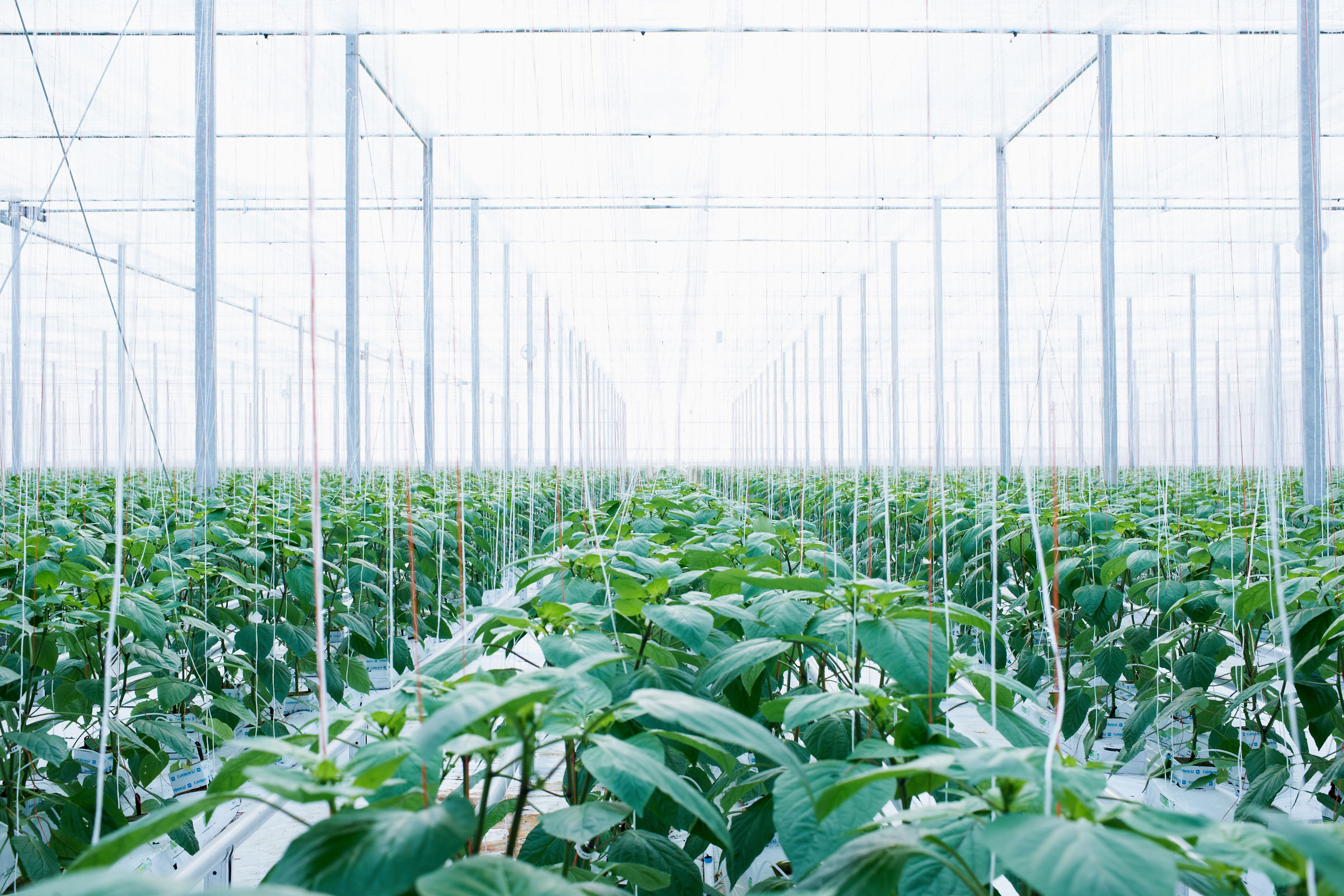 paprikafarmplantage02.jpg