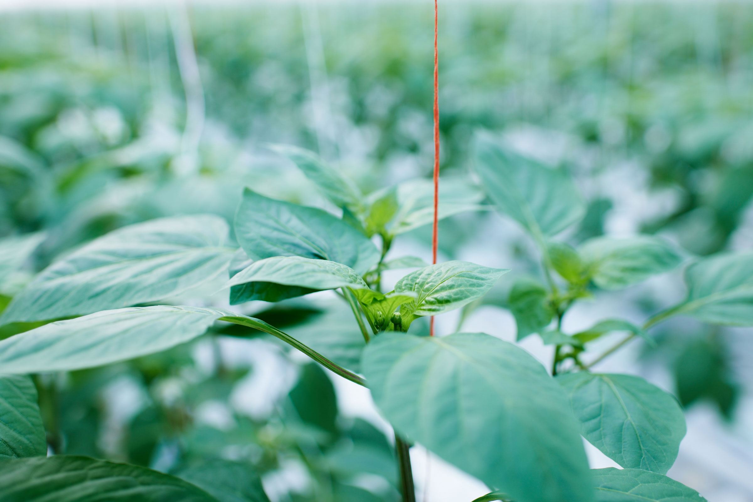 paprikafarmplantage03.jpg